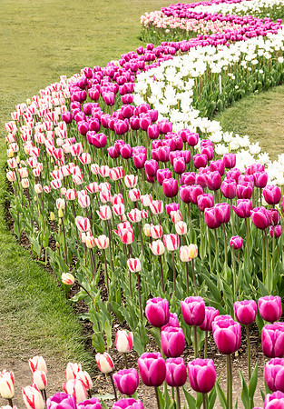 Tulip Garden