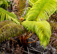 Fern 2, Hawai'i Volcanoes National Park