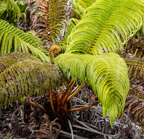 Fern 2, Hawai'i Volcanoes National Park