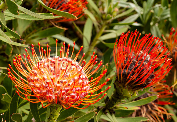 Red Pincushion Flower