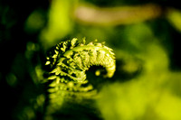 Fern Curl