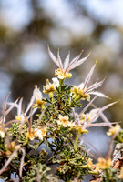 Cliffrose (Purshia stansburyana), Grand Canyon National Park