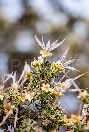 Cliffrose (Purshia stansburyana), Grand Canyon National Park
