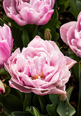 Lilac Tulips