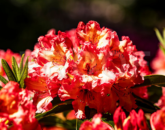 Yellow and Orange Rhododendron
