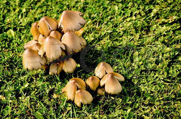 Toadstools, Prince Edward Island