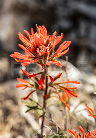 Paintbrush (Castilleja), Great Basin National Park
