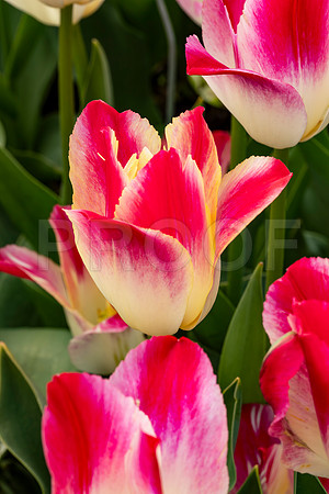 Pink and White Tulips