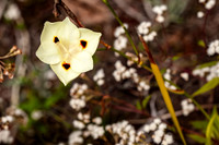 Dietes bicolor