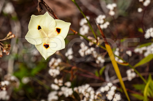 Dietes bicolor