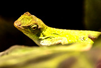 Green Tree Anole (Norops biporcatus), Costa Rica
