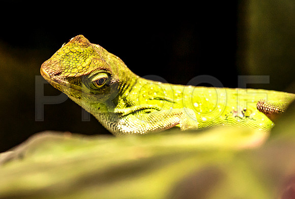Green Tree Anole (Norops biporcatus), Costa Rica