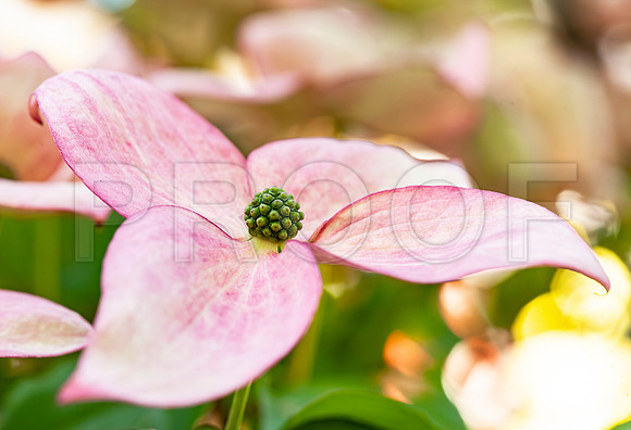 Pink Dogwood Flower