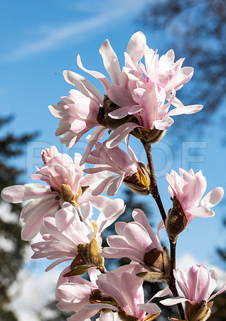 Pink Magnolia Flowers 8