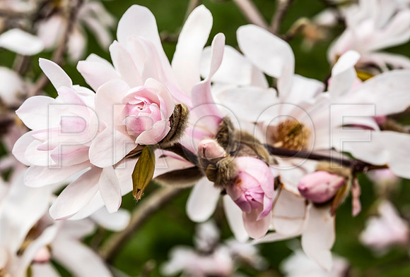 Pink Magnolia Flowers 4