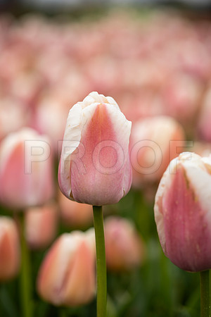 Light Pink and White Tullips 2