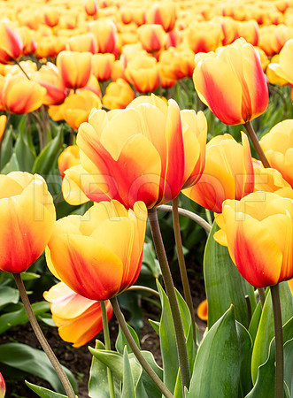 Yellow and Orange Tulips