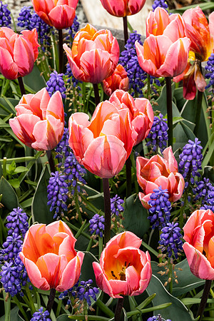 Pink Tulips and Grape Hyacinths