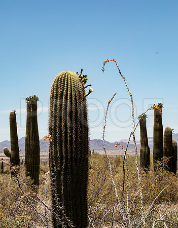 Fish-hook Barrel Cactus (Ferocactus wislizeni) 2