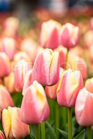 Pink and Cream Tullips
