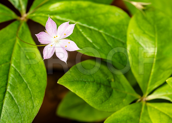Pink Wildflower