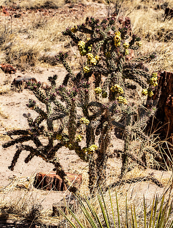 Whipple's Cholla (Cylindropuntia whipplei), Petrified National Park