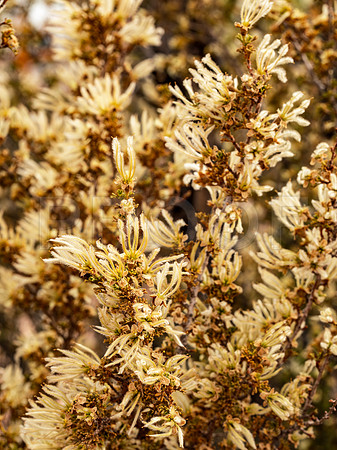 Wildflower 2, Canyonland National Park