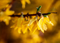 Bedewed Forsythia