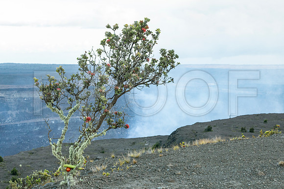 Ohi'a Lehua Tree, Kīlauea Eruption June 2023 Hawaiʻi Volcanoes National Park, Hawai'i
