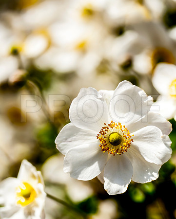 White Rose 2
