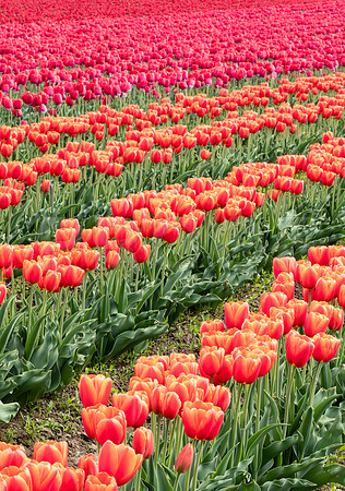 Tulip Field 3
