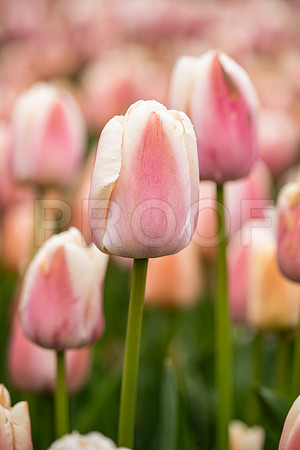 Light Pink and White Tullips
