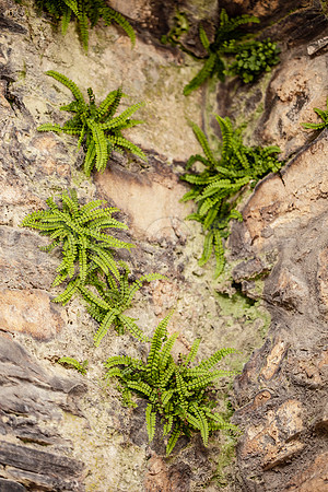 Ferns on wall, Scotland