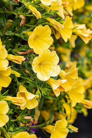 Yellow Petunia