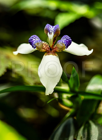 Walking Iris (Neomarica northiana)