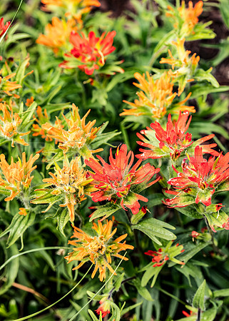 Paintbrush (Castilleja), Glacier National Park