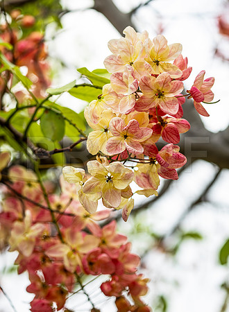 Rainbow Shower Tree (Cassia fistula x javanica)