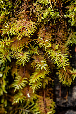 Moss 3, OR