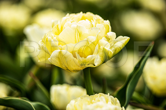 Yellow Tullips