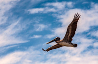 Brown Pelican (Pelecanus occidentalis)