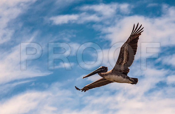 Brown Pelican (Pelecanus occidentalis)