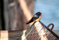 Barn Swallow (Hirundo rustica)