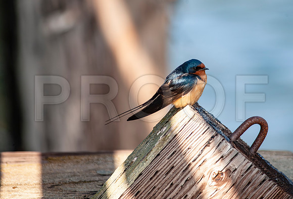 Barn Swallow (Hirundo rustica)