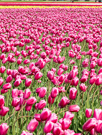 Tulip Field