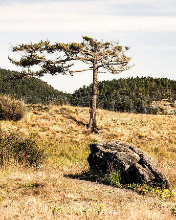 Tree at Deception Pass