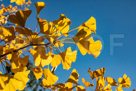 Ginkgo Leaves in Fall