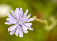 Chicory (Cichorium intybus)