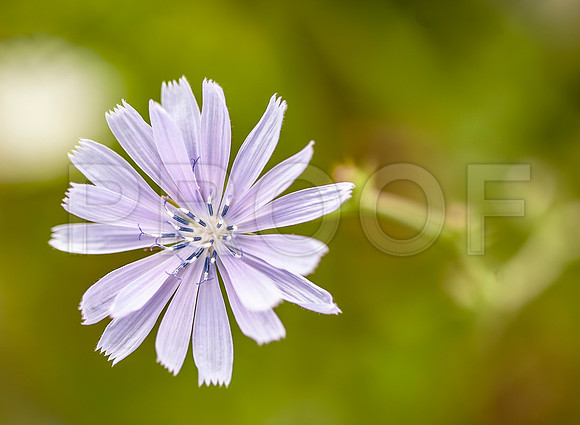Chicory (Cichorium intybus)