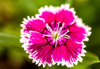 Magenta and White Dianthus