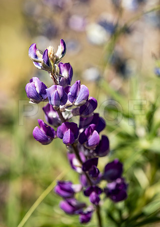 Lupine, Black Canyon of the Gunnison National Park